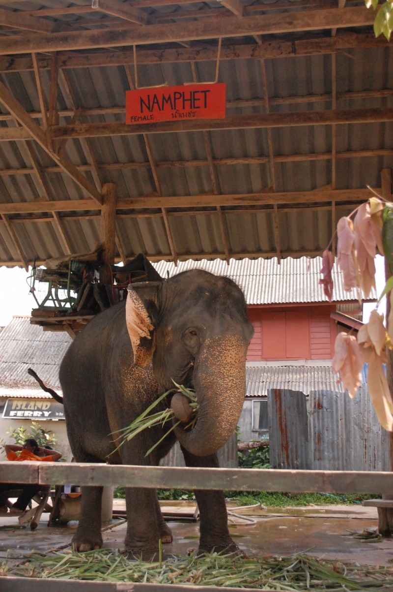 Ennek az elefántnak a neve Namphet